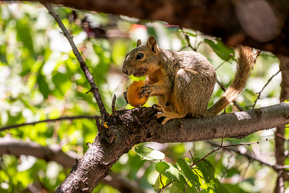 Animals on Campus -August 2025
