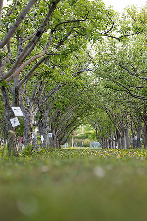 Apple Blossom Festival - May 2025