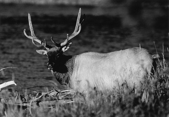 Yellowstone Elk