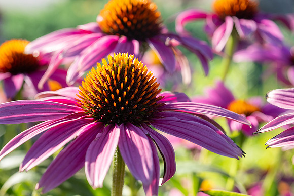Campus Nature in the Morning - Aug 2025