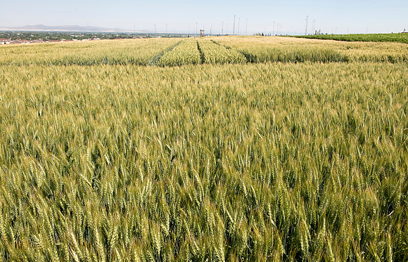 Ag students get the opportunity to show off their wheat crops during Ag Days.