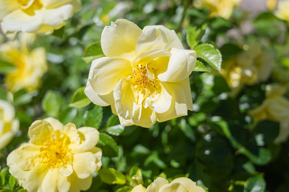 Thomas E Ricks Gardens during spring semester