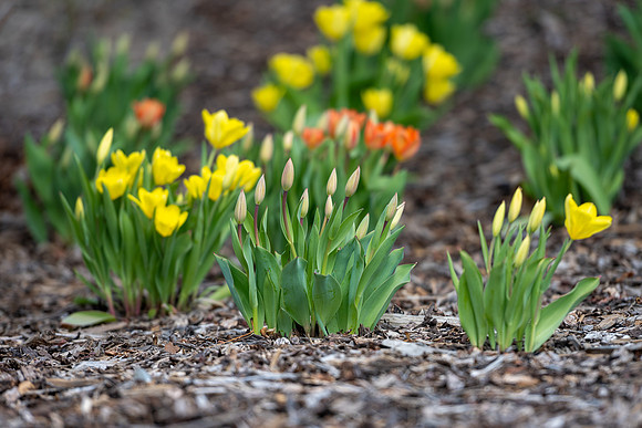 First Day of Spring Semester - April 2025