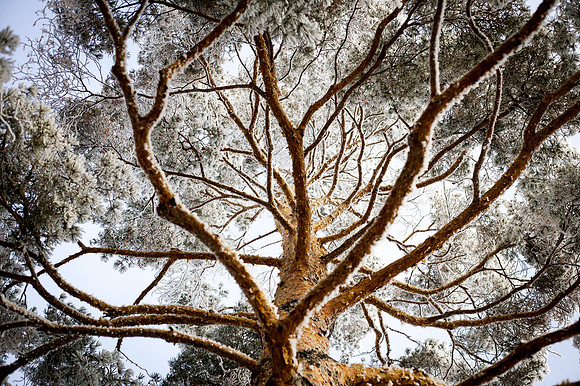 Frost coveres the branches and leaves of a tree next to the Spori Building.