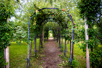 Apple Orchards - Aug 2025