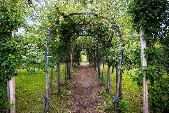 Apple Orchards - Aug 2025