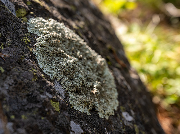 Photo excursion, hike along the river to Coffee Pot rapids.
