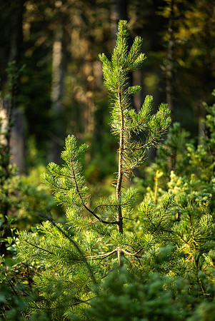 Photo excursion, hike along the river to Coffee Pot rapids.