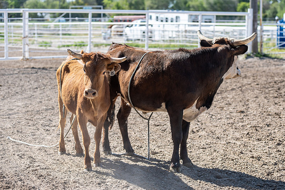 SpringFest Rodeo - June 2025