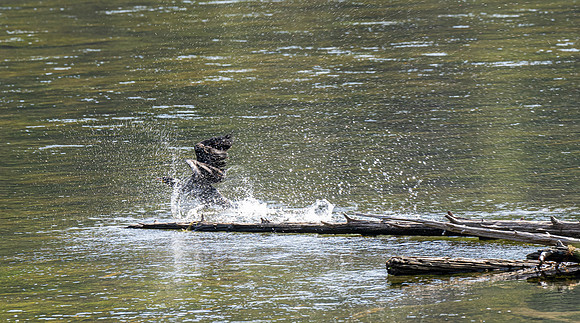 Photo excursion, hike along the river to Coffee Pot rapids.