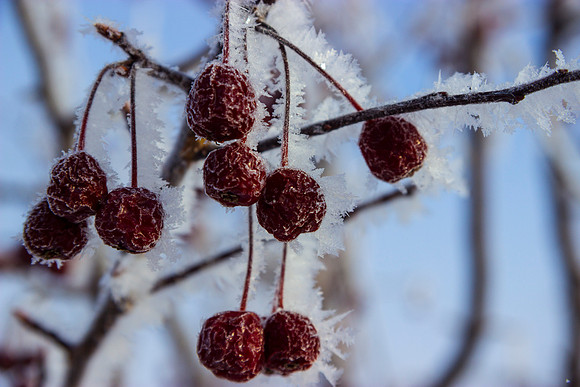 Some remnants of summer with winters mark.