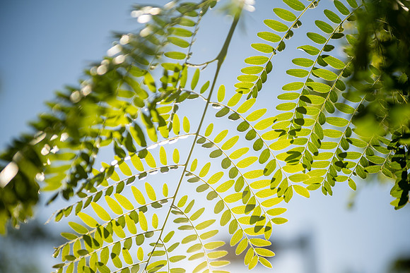 Campus Nature in the Morning - Aug 2025