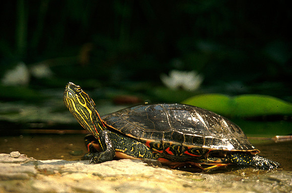 Garden Pond Turtle