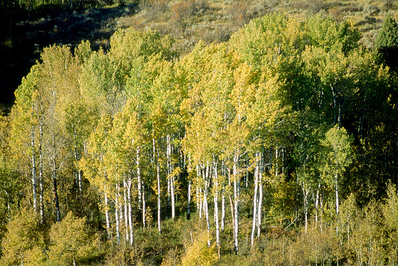 Scenery photographs of the Elk Ranch.