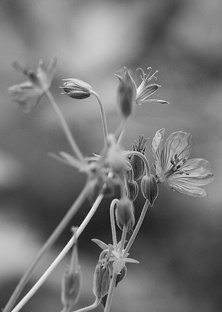 Hike - June 2024