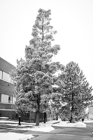 Beautiful pictures of campus scenery after a frosty snowstorm.