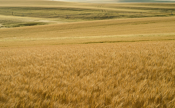 Golden Grain