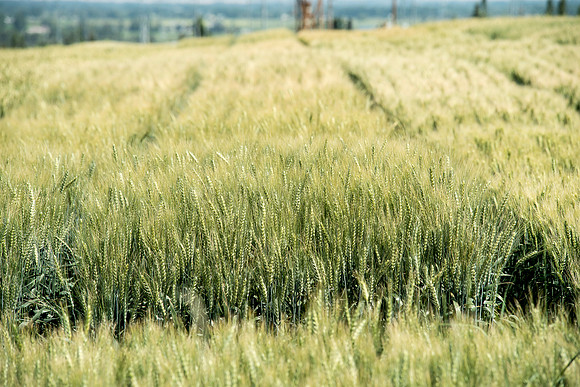 Ag students get the opportunity to show off their wheat crops during Ag Days.