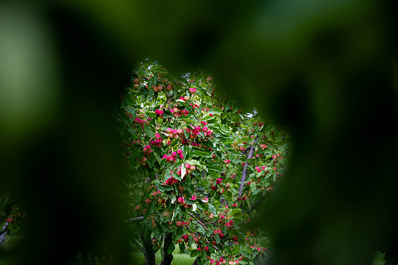Apple Orchards - Aug 2025