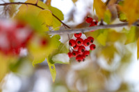Campus Snow - Nov 2024