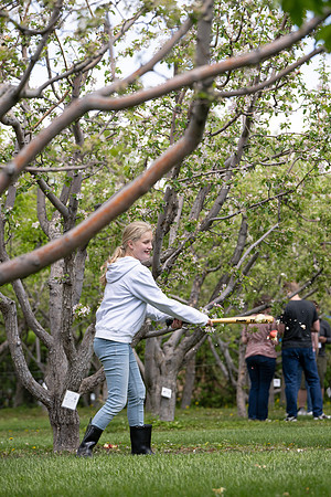 Apple Blossom Festival - May 2025