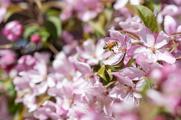 Flowers and Bees - May 2025