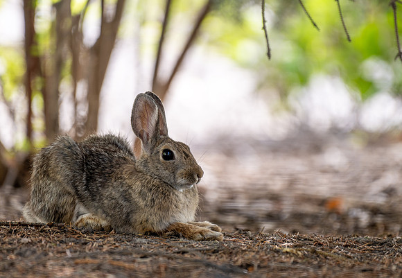 Animals on Campus -August 2025