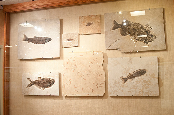 new displays to hold artifacts and mineral collection in the geology museum.