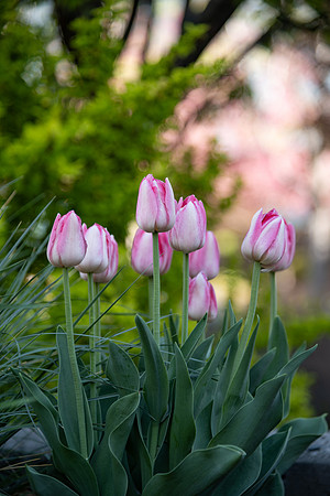 Campus Spring - May 2025