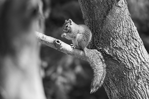 Campus Squirrel B&W - March 2025