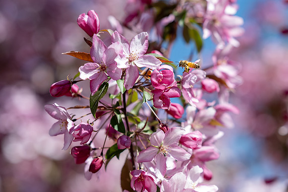 Flowers and Bees - May 2025