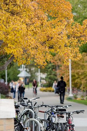 A bike rack is located below a tree full of beautiful yellow leaves.