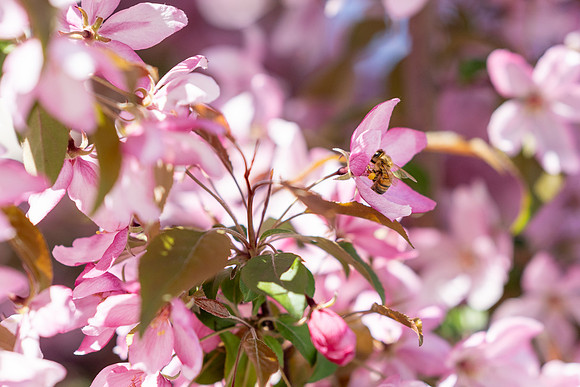 Flowers and Bees - May 2025