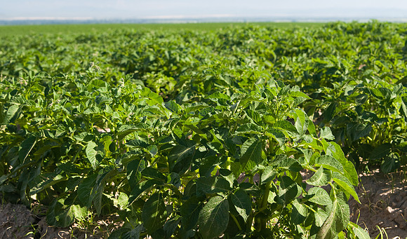 Potato Field