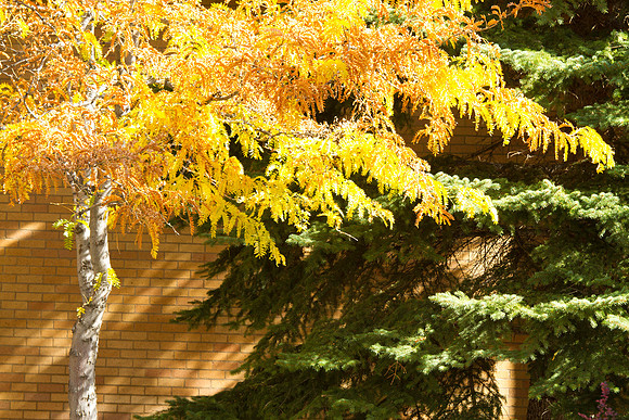 A scenic picture of campus during the 2014 Fall Semester.