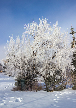 Frost covers the branches of this tree.