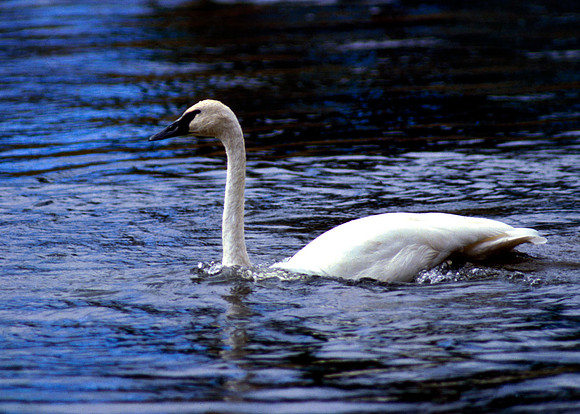 Swan Yellowstone