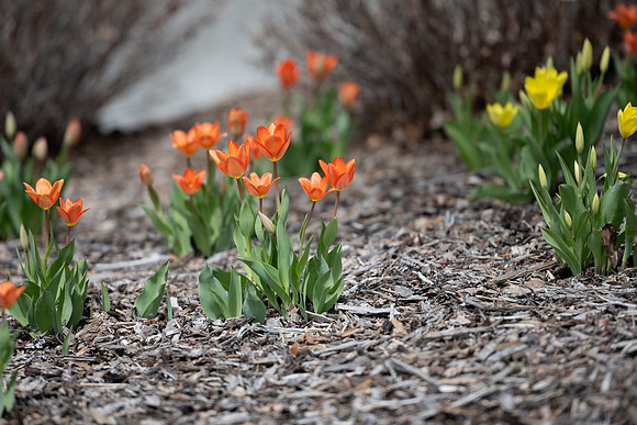 First Day of Spring Semester - April 2025