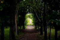 Apple Orchards - Aug 2025
