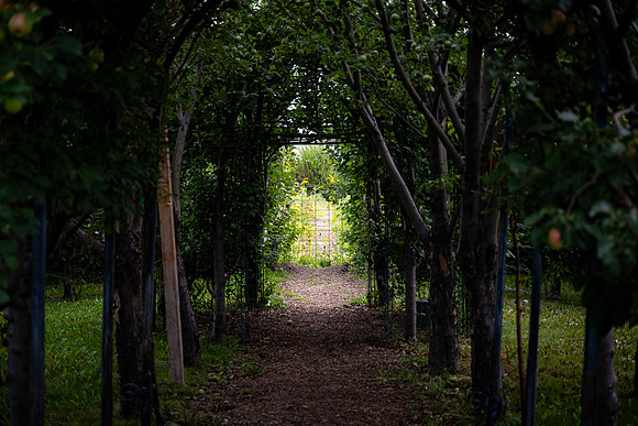 Apple Orchards - Aug 2025