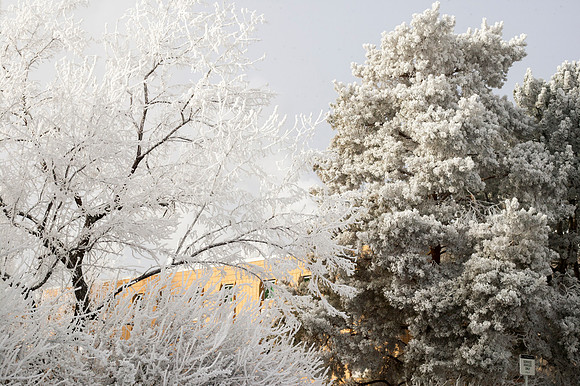 Frost settles on the trees in front of the Biddulph Building.