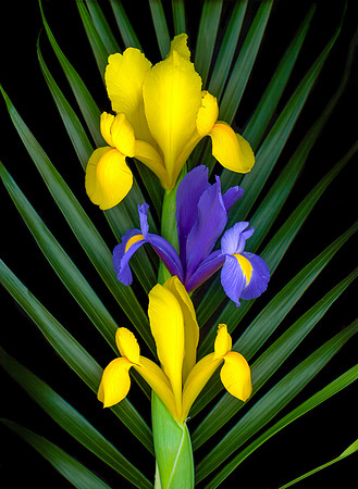 The Brigham Young University-Idaho offers a variety of flowers and floral arrangements.