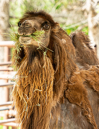 Tautphaus Park Zoo - May 2021