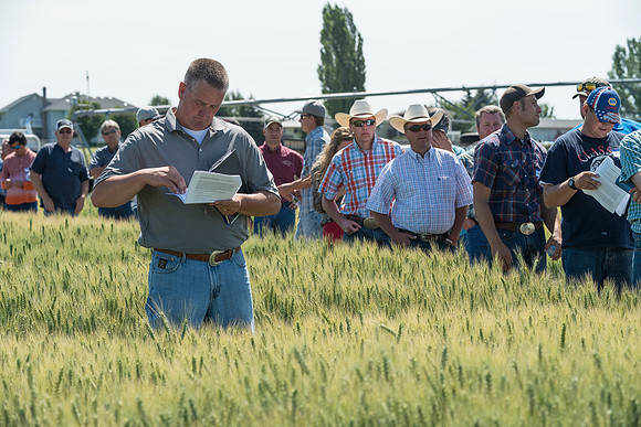 Ag students get the opportunity to show off their wheat crops during Ag Days.