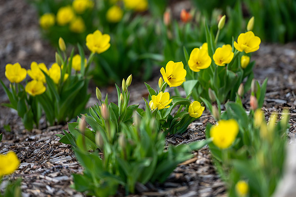 First Day of Spring Semester - April 2025