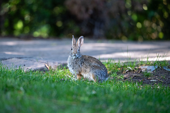 Animals on Campus - Aug 2024