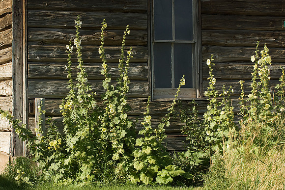 Agricultural Scenic Shots