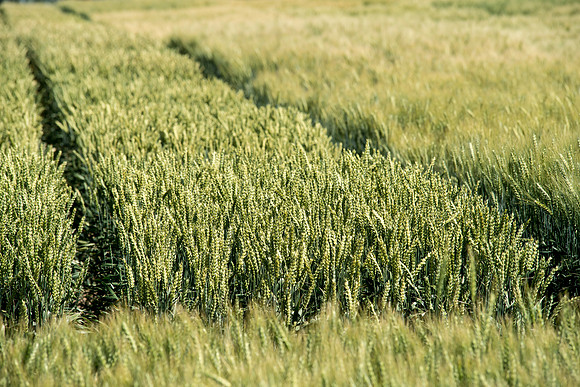 Ag students get the opportunity to show off their wheat crops during Ag Days.