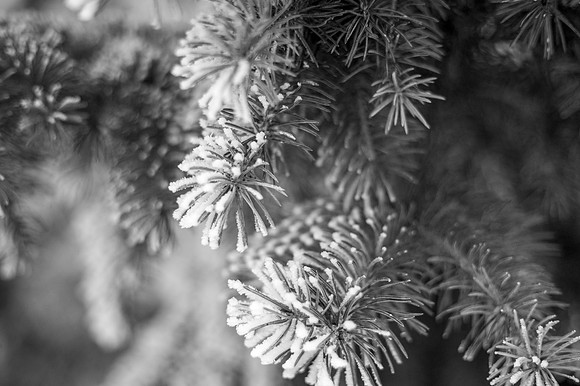 Beautiful pictures of campus scenery after a frosty snowstorm.