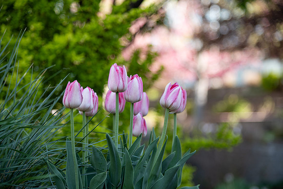 Campus Spring - May 2025